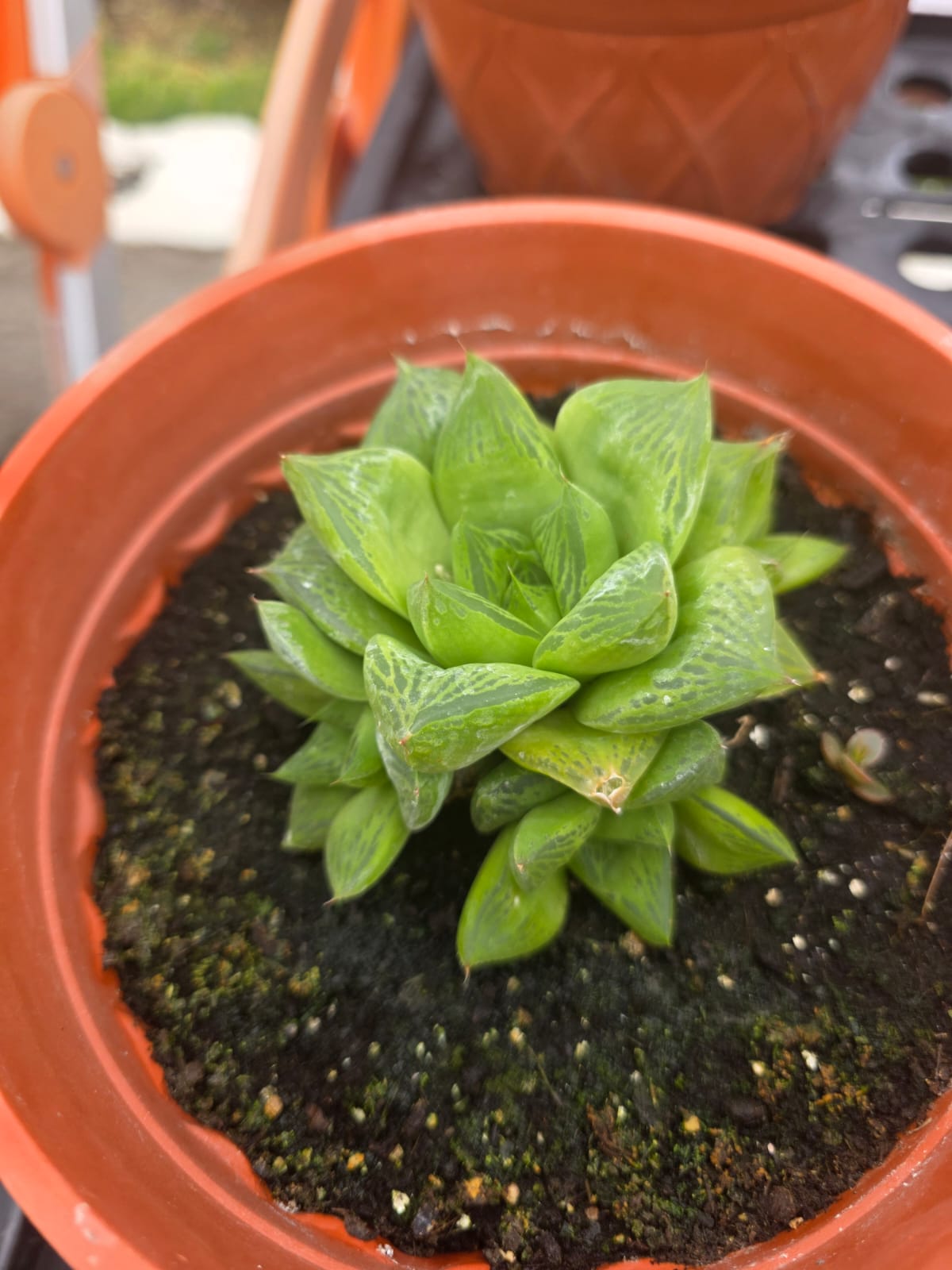 Haworthia retusa Flower House
