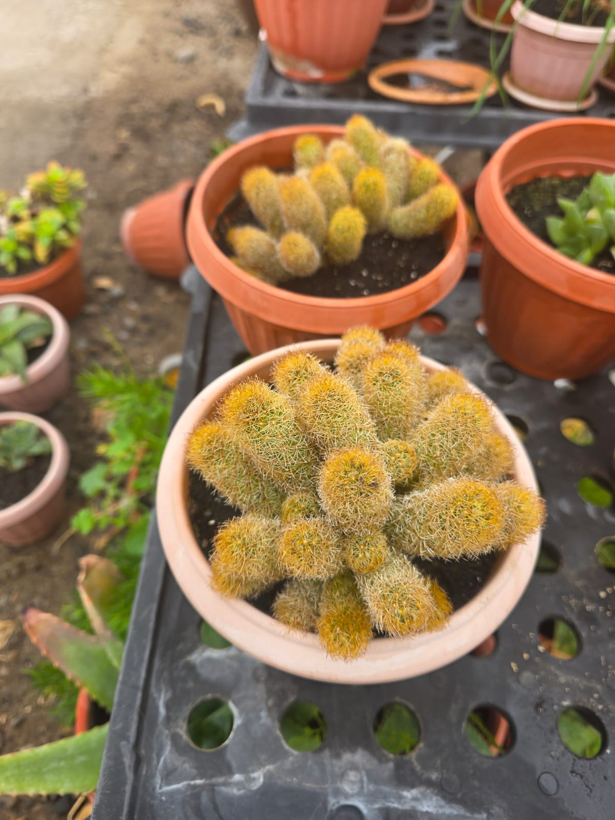 Aporocactus Flower House