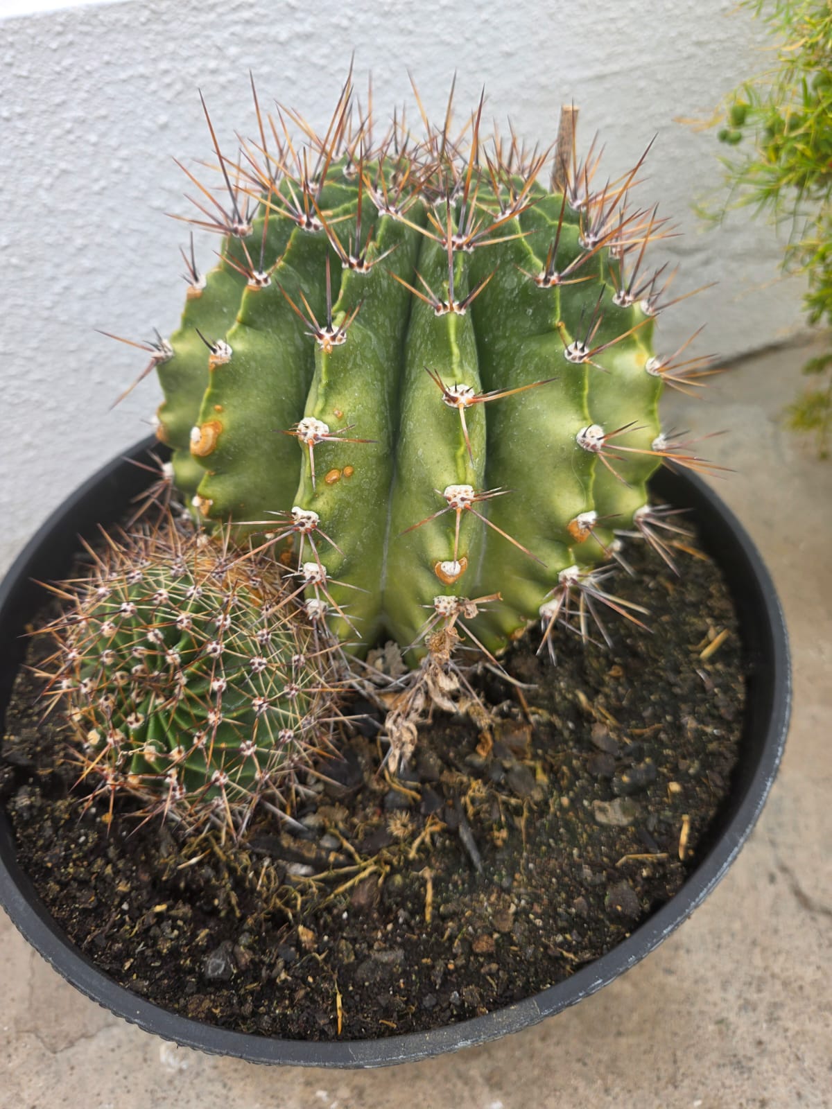 Cactus decorativos